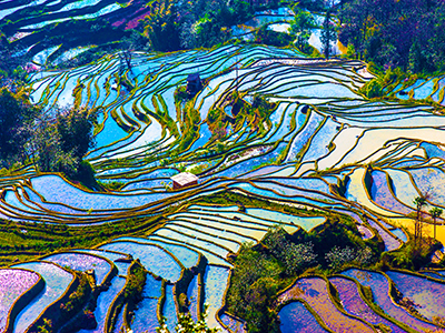 image of rice fields